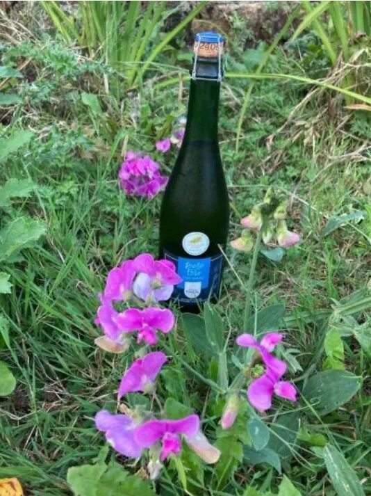 Bouteille de cidre Bouteille de cidre