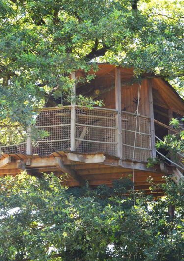 Cabane Girsberg dans les arbres