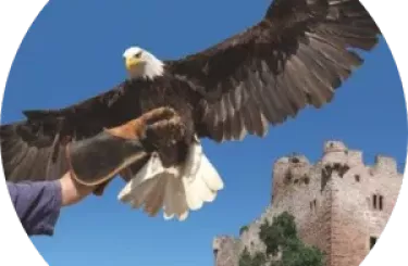 Volerie des aigles