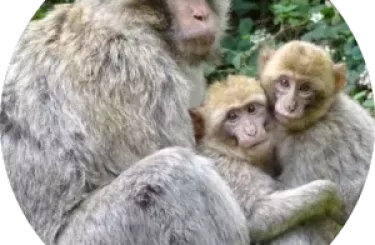 La montagne des singes