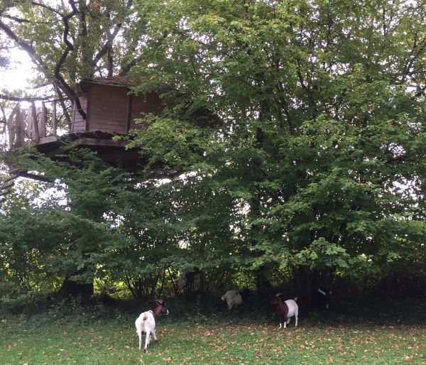 S&eacute;jour en cabane perch&eacute;e dans un arbre, au coeur de la nature en Mayenne